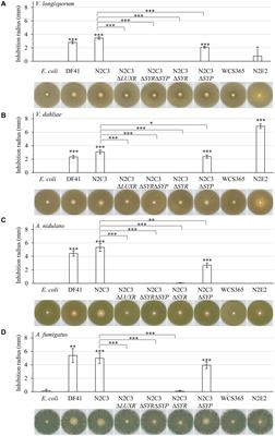 Pseudomonas Strains Induce Transcriptional and Morphological Changes and Reduce Root Colonization of Verticillium spp.